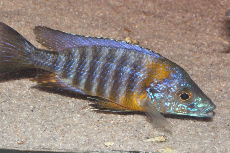 Aulonocara saulosi 'Likoma Island'